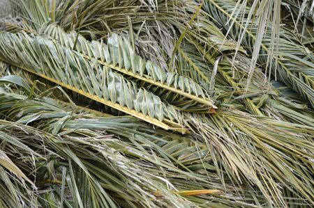 Tropical Palm Leaves