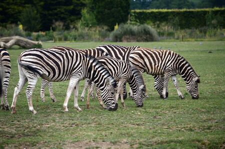 Zebra's in a Fieldの写真素材
