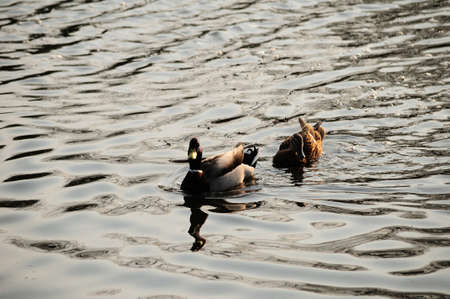Mallard Dickson the bird swimming around.の写真素材