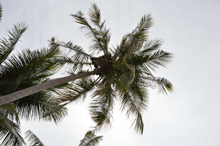 Coconut Treesの写真素材