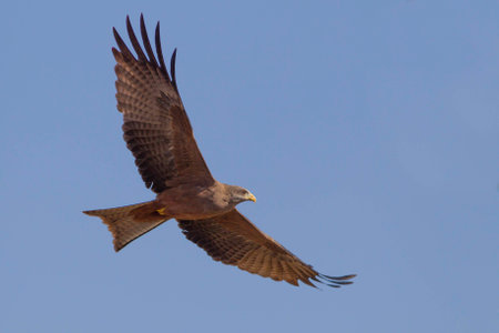 yellow billed kiteの写真素材