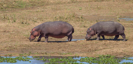 two hipposの写真素材