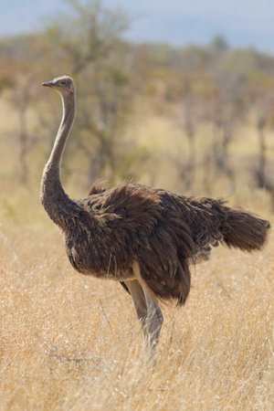 common ostrichの写真素材