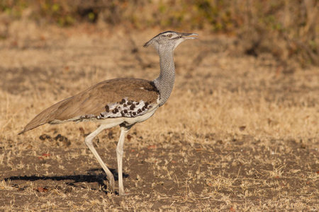kory bustard female