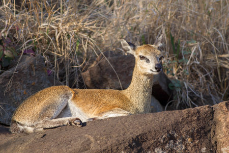 Klipspringer on Kruger parkの写真素材