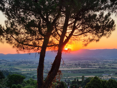 Tranquil sunset with vibrant colors silhouetting a tree, overlooking a scenic landscapeの写真素材
