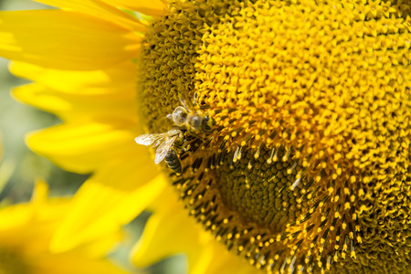 Bees are making honey on the sunflower. Sunflower closeup. Summer blooming of sunflower.の写真素材