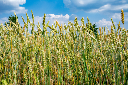 Ripening ears of wheat on the field. Summer season, harvest, cereals, cereals are ripening.の写真素材