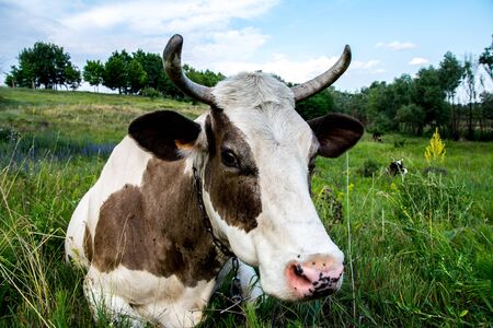 Cow on a meadow in the grass close-up portrait. Summer picture of a grazing cowの写真素材