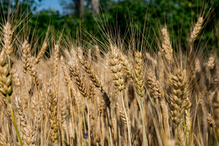 Ripening of ears of wheat on the field. Summer season, harvest, cereals, cereals are ripening.の写真素材