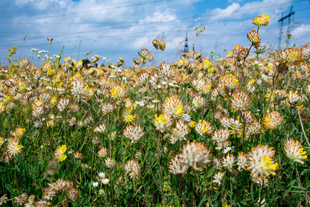 Blooming clover field. Blossoming clover and blue sky background. Many wildflowers close-up.の写真素材