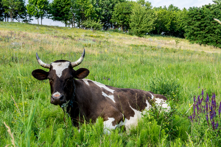 Cow on a meadow in the grass close-up portrait. Summer picture of a grazing cowの写真素材