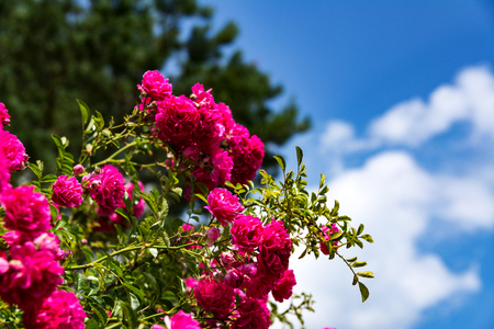 Bush od red roses flowers on blue sky background. Blooming roses bush close up.の写真素材