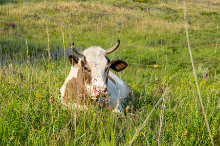 Cow on a meadow in the grass close-up portrait. Summer picture of a grazing cowの写真素材