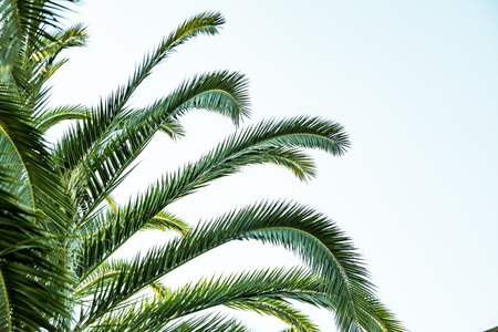 Palms trees branches. Summertime. Green palms trees on the blue sky background.の写真素材