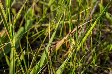 A grasshopper sitting in the grass close up. A green grasshopper. Macro Photo of a Grasshopper (insect)の写真素材