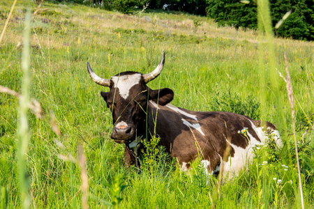 Cow on a meadow in the grass close-up portrait. Summer picture of a grazing cowの写真素材