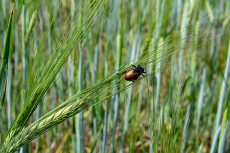 The brown bug on green ear of wheatの写真素材