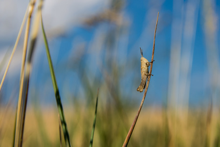 A grasshopper sitting in the grass close up. A green grasshopper. Macro Photo of a Grasshopper (insect)の写真素材
