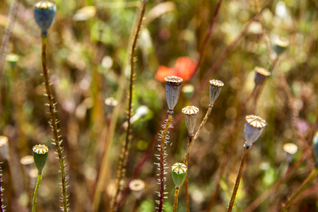 Wild poppies heads, few red flower of popies and other plants in summer field close up. Nature.の写真素材