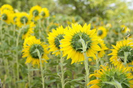 Sunflowers back sides close-upの写真素材