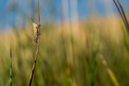 A grasshopper sitting in the grass close up. A green grasshopper. Macro Photo of a Grasshopper (insect)の写真素材