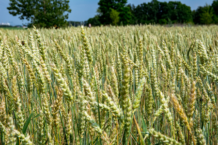 Ripening ears of wheat on the field. Summer season, harvest, cereals, cereals are ripening.の写真素材