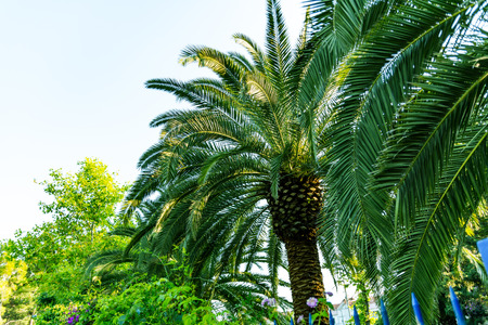 Palms trees branches. Summertime. Green palms trees on the blue sky background.の写真素材