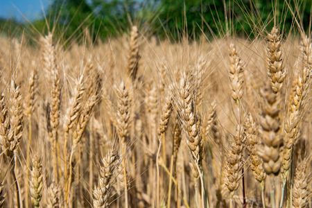 Ripening of ears of wheat on the field. Summer season, harvest, cereals, cereals are ripening.の写真素材