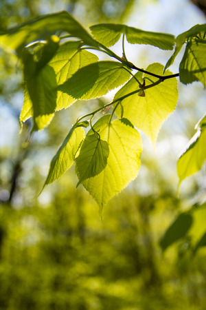 The leaves shine through the sun. Linden leaves against the sunの写真素材