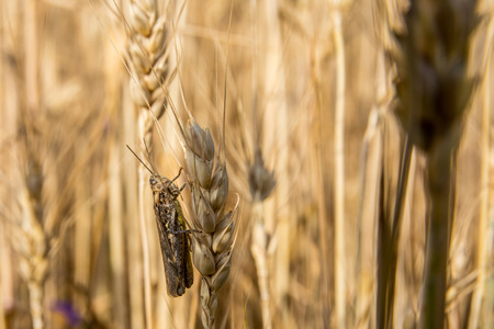 A grasshopper sitting on the ear of wheat close up. A brown grasshopper. Macro Photo of a Grasshopper (insect)の写真素材