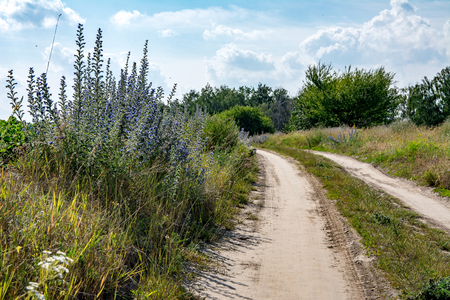 A rural dirt road running through blooming fields. Two Ground Track and flowering panls on sidesの写真素材