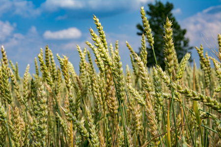 Ripening ears of wheat on the field. Summer season, harvest, cereals, cereals are ripening.の写真素材