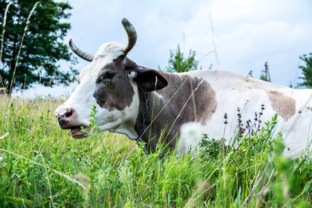 Cow on a meadow in the grass close-up portrait. Summer picture of a grazing cowの写真素材