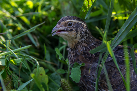 Quail living in free-range summertime pfotoの写真素材