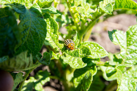 Potato bugs on green leaves of potato bush. Insects pests eats potato leaves. Colorado beetle close-up image.の写真素材