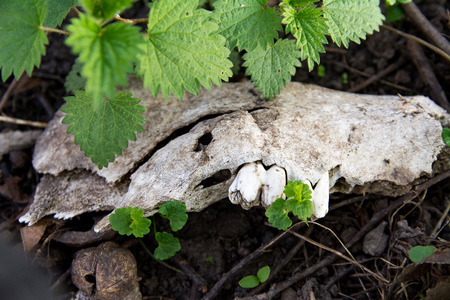 Old jaw bone on the green grassの写真素材