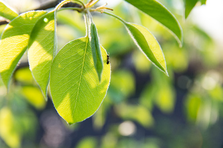 Little ant on green leaf. Sun shining through green leaves. Ant sitting on leaf. Close up image.の写真素材