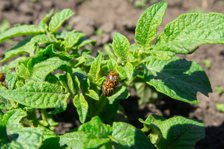 Colorado beetle copulate and eating green leaves of potato bush. Insects pests eats potato leaves. Potato bugs are mated close-up image.の写真素材