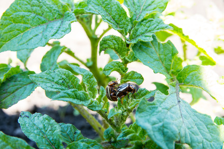 Insects pests eats potato leaves. Potato bugs are mated close-up image.の写真素材