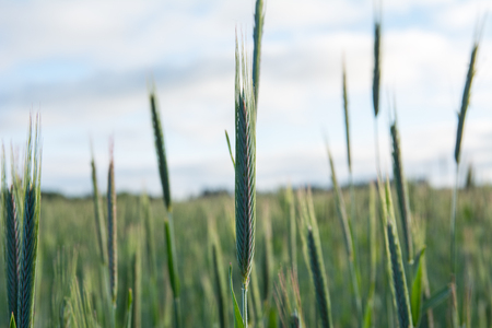 Young ears of wheat in summer field. Wheat ripening and growing in field against sky with clouds.の写真素材