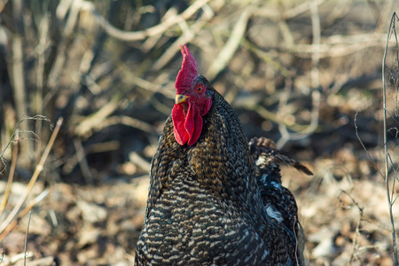 Grey cock portrait on blurred background. Grey cock on a sunny day.の写真素材