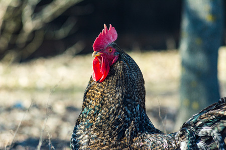 Grey cock portrait on blurred background. Grey cock on a sunny day.の写真素材
