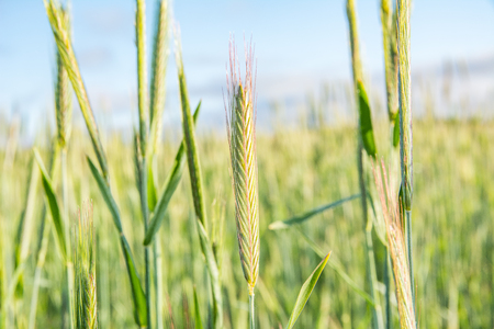Young ears of wheat in summer field. Wheat ripening and growing in field against sky with clouds.の写真素材