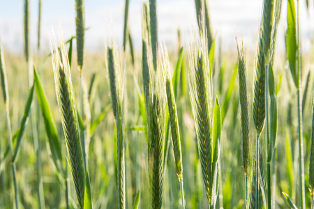 Young ears of wheat in summer field. Wheat ripening and growing in field against sky with clouds.の写真素材