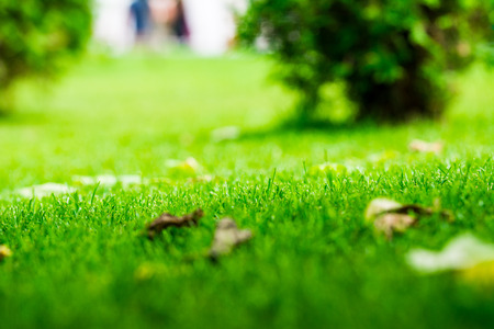 Green lawn in soft focus (small depth of field)の写真素材