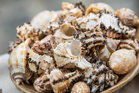 scallop shell close up.の写真素材