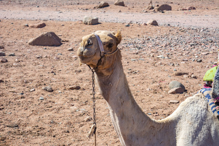 Camel muzzle. Portrait of a camel close up. Egypt, sunny summer day. Desert ship. The camel on background of desert and blue sky and sea.の写真素材