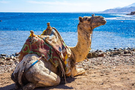 Camel muzzle. Portrait of a camel close up. Egypt, sunny summer day. Desert ship. The camel on background of desert and blue sky and sea.の写真素材