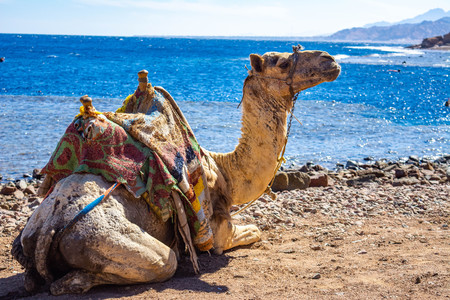 Camel muzzle. Portrait of a camel close up. Egypt, sunny summer day. Desert ship. The camel on background of desert and blue sky and sea.の写真素材